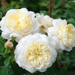 Crocus Rose / Крокус Роуз